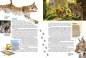 Preview: Entdecke heimische Wildtiere